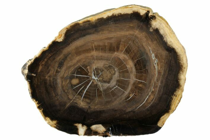 Polished Petrified Wood Round - McDermitt, Oregon #184932